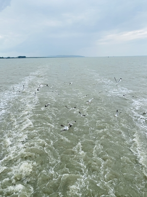 Seagulls flying over the Bay of Bengal at Coxs Bazar