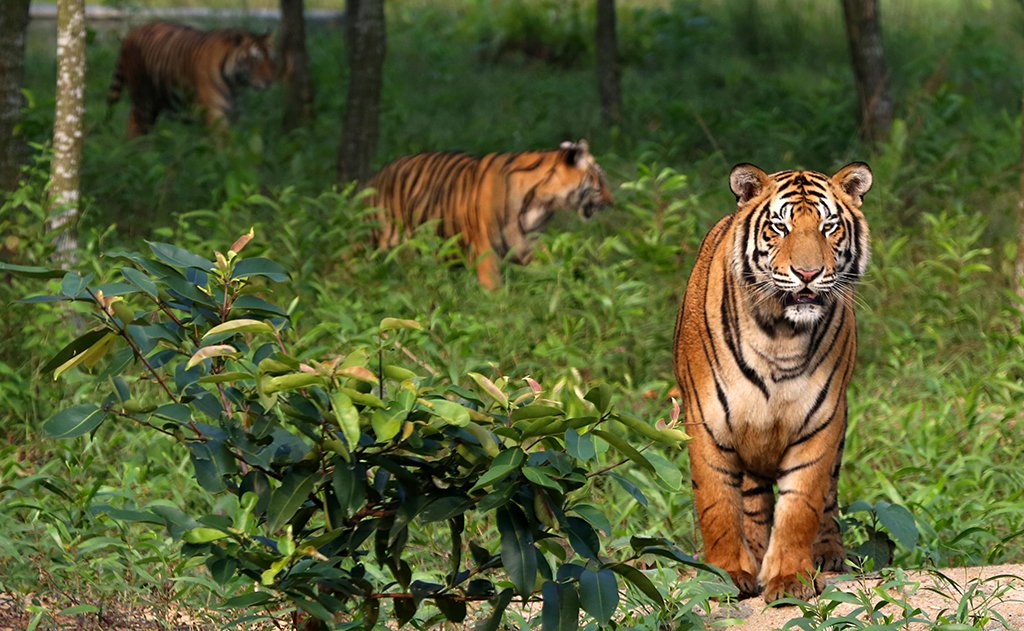 Royal Bengal Tigers walking in Bangladesh's Sundarbans forest
