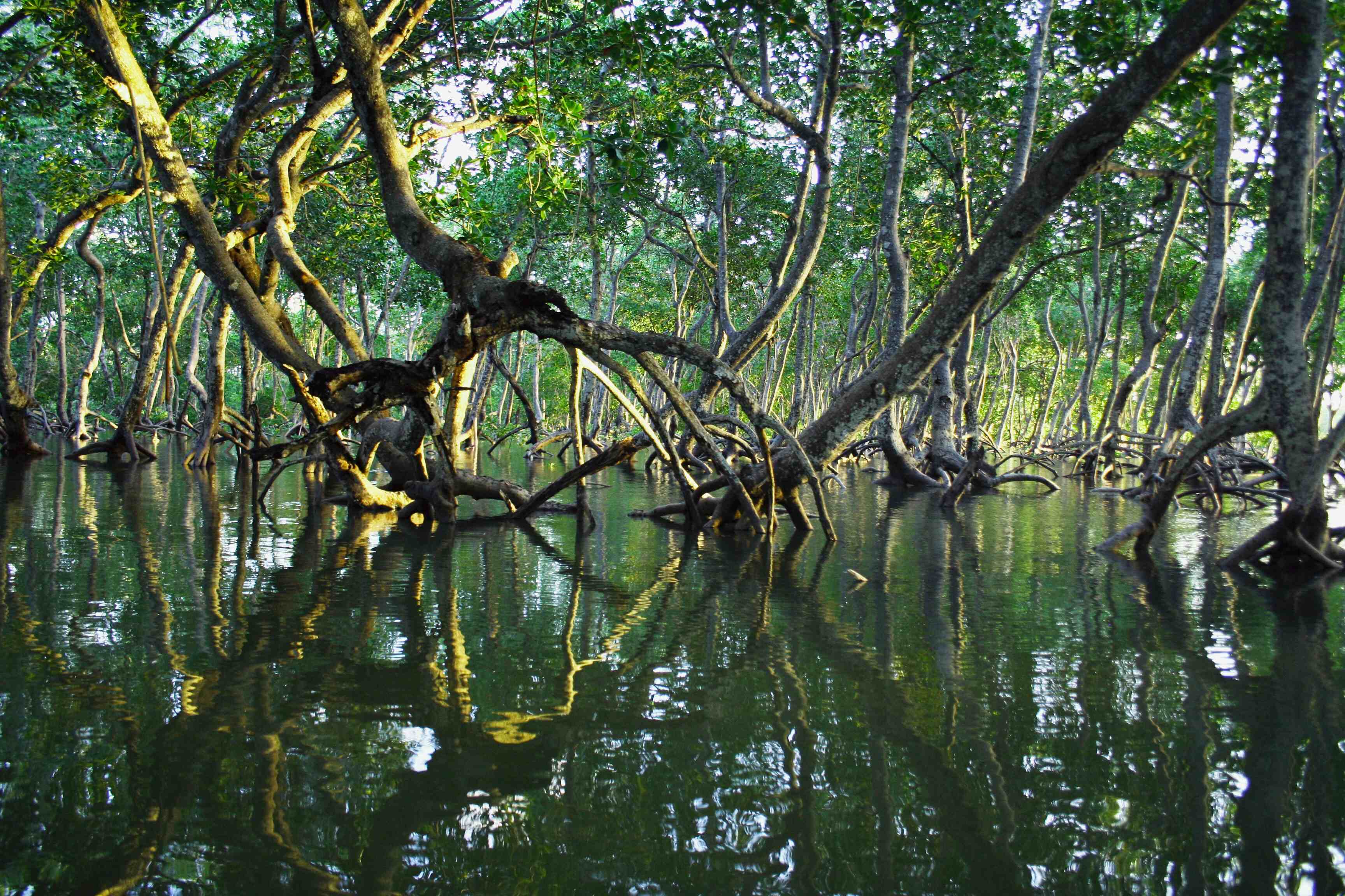 Ratargul Swamp Forest Mangrove trees reflecting on calm green water in Ratargul Swamp Forest