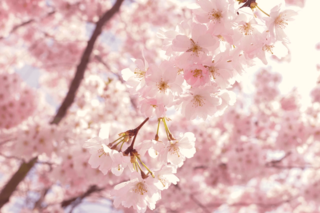 Cherry Blossom Flower Photography